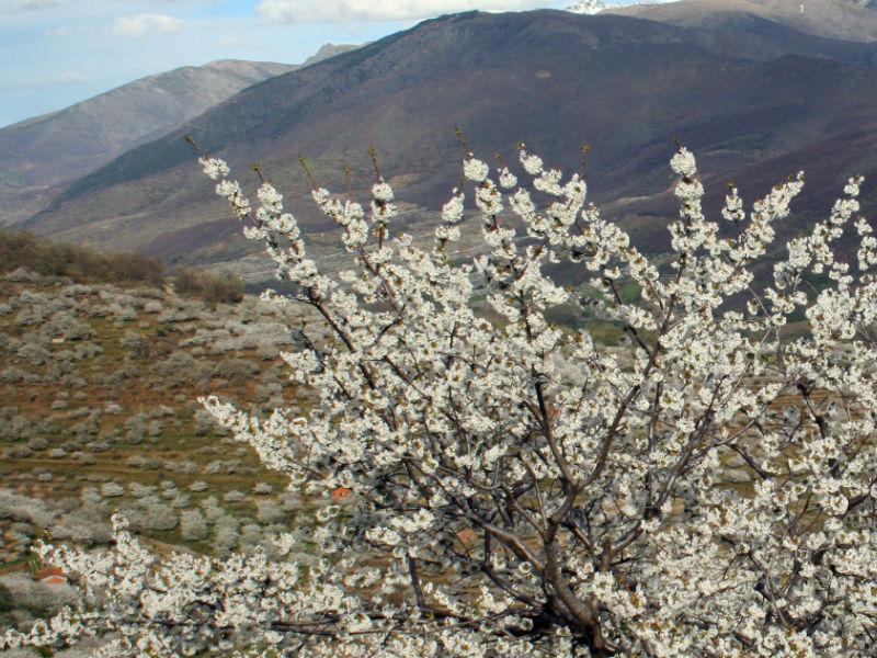 La mejor fecha para ver los cerezos en flor en el Valle del Jerte este 2023